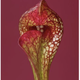 Illustration for article titled The Unfurled Petals That Lure With Sweet Poison